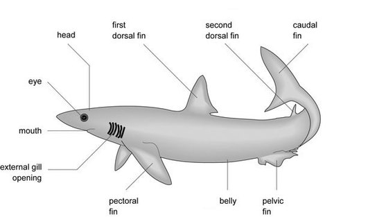 Shark - Evolution of the Respiratory System