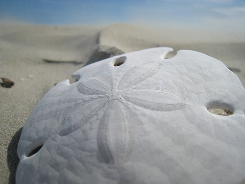 Sand Dollar Printout- Enchanted Learning Software