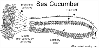 Sea Cucumber - Evolution of the Respiratory System